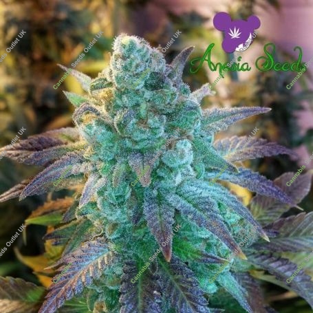 Blueberry Banana Auto Feminized Marijuana Strain by Anesia Seeds For Sale Online at Cannabis Seeds Outlet