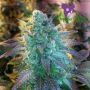 Blueberry Banana Auto Feminized Marijuana Strain by Anesia Seeds For Sale Online at Cannabis Seeds Outlet