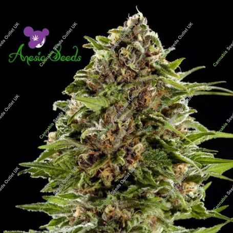 Bubblegum Auto Feminized Marijuana Strain by Anesia Seeds For Sale Online at Cannabis Seeds Outlet