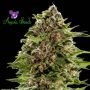 Bubblegum Auto Feminized Marijuana Strain by Anesia Seeds For Sale Online at Cannabis Seeds Outlet