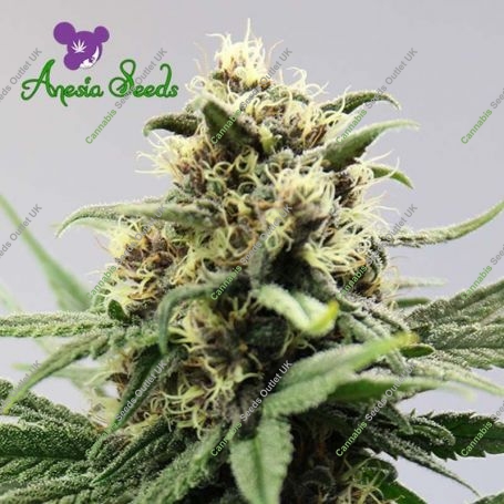 Lemongrass Auto Feminized Marijuana Strain by Anesia Seeds For Sale Online at Cannabis Seeds Outlet