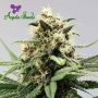 Lemongrass Auto Feminized Marijuana Strain by Anesia Seeds For Sale Online at Cannabis Seeds Outlet