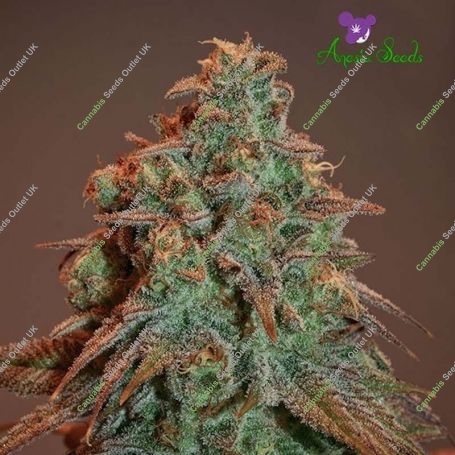 Nova OG Automatic Feminized Marijuana Strain by Anesia Seeds For Sale Online at Cannabis Seeds Outlet