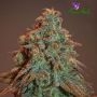 Nova OG Automatic Feminized Marijuana Strain by Anesia Seeds For Sale Online at Cannabis Seeds Outlet