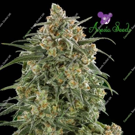 Wonder Automatic Feminized Marijuana Strain by Anesia Seeds For Sale Online at Cannabis Seeds Outlet