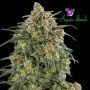 Wonder Automatic Feminized Marijuana Strain by Anesia Seeds For Sale Online at Cannabis Seeds Outlet