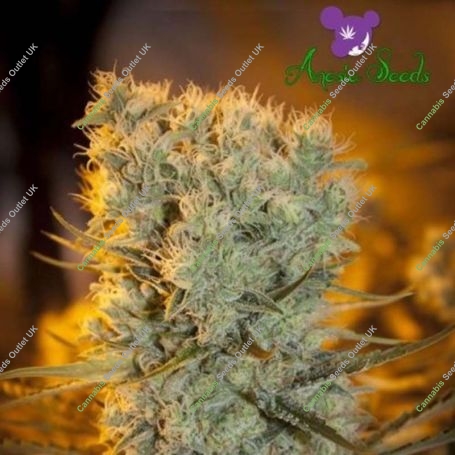 Banana Kush Feminized Marijuana Strain by Anesia Seeds For Sale Online at Cannabis Seeds Outlet