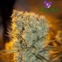Banana Kush Feminized Marijuana Strain by Anesia Seeds For Sale Online at Cannabis Seeds Outlet