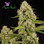 Big Bazooka Auto Female Anesia Cannabis Seeds