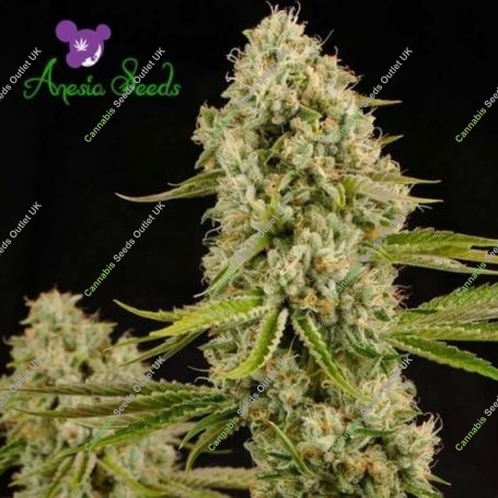 Big Bazooka Auto Feminized Marijuana Strain by Anesia Seeds For Sale Online at Cannabis Seeds Outlet