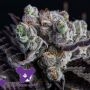 Blackberry Moonrocks Feminized Marijuana Strain by Anesia Seeds For Sale Online at Cannabis Seeds Outlet