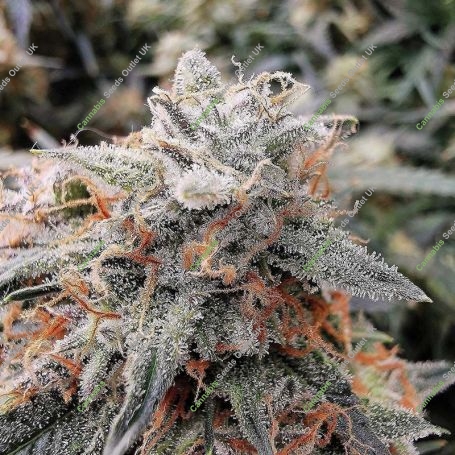 Bruce Banner No3 Feminized Marijuana Strain by Anesia Seeds For Sale Online at Cannabis Seeds Outlet