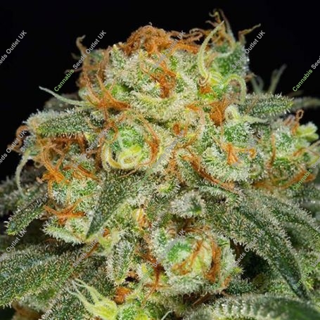 California Kush Feminized Marijuana Strain by Anesia Seeds For Sale Online at Cannabis Seeds Outlet