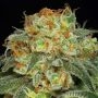 California Kush Feminized Marijuana Strain by Anesia Seeds For Sale Online at Cannabis Seeds Outlet