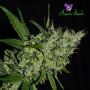 Chemdog Female Anesia Cannabis Weed Seeds
