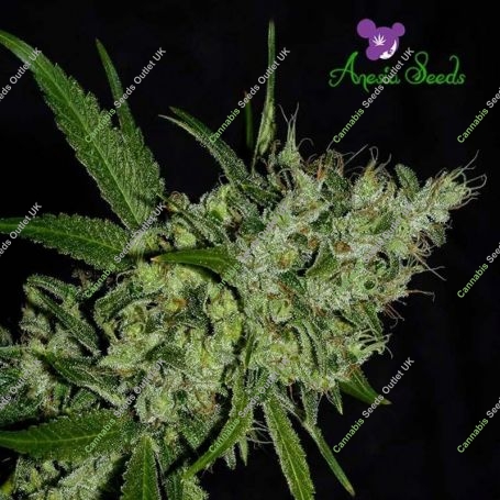 Chemdog Feminized Marijuana Strain by Anesia Seeds For Sale Online at Cannabis Seeds Outlet