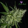 Chemdog Feminized Marijuana Strain by Anesia Seeds For Sale Online at Cannabis Seeds Outlet