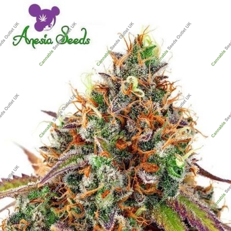Cherry Kiss Feminized Marijuana Strain by Anesia Seeds For Sale Online at Cannabis Seeds Outlet