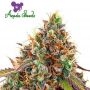 Cherry Kiss Feminized Marijuana Strain by Anesia Seeds For Sale Online at Cannabis Seeds Outlet