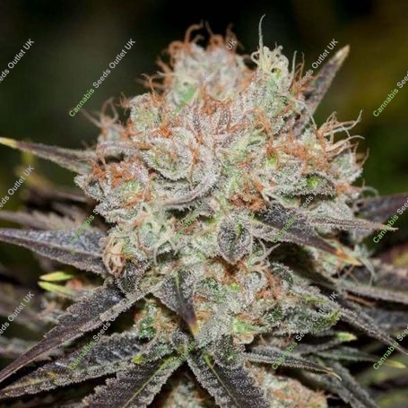 Chocolate Haze Feminized Marijuana Strain by Anesia Seeds For Sale Online at Cannabis Seeds Outlet