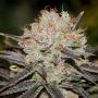 Chocolate Haze Feminized Marijuana Strain by Anesia Seeds For Sale Online at Cannabis Seeds Outlet