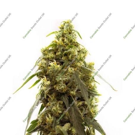 Amnesia Crack Feminized Marijuana Strain by Our Own Weed Breeders For Sale Online at Cannabis Seeds Outlet