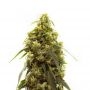 Amnesia Crack Feminized Marijuana Strain by Our Own Weed Breeders For Sale Online at Cannabis Seeds Outlet