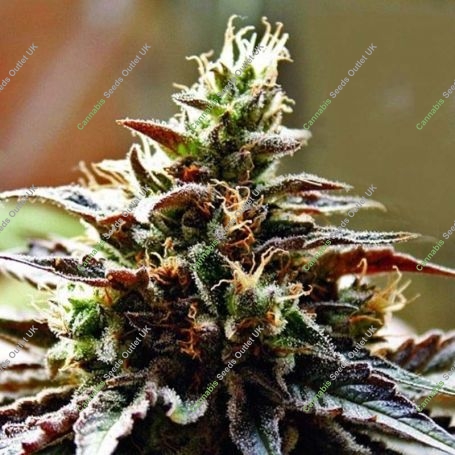 Congo Feminized Marijuana Strain by Anesia Seeds For Sale Online at Cannabis Seeds Outlet