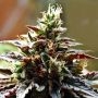 Congo Feminized Marijuana Strain by Anesia Seeds For Sale Online at Cannabis Seeds Outlet