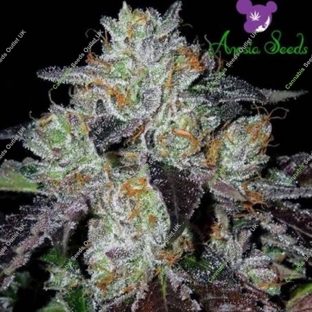 Copacobana Feminized Marijuana Strain by Anesia Seeds For Sale Online at Cannabis Seeds Outlet