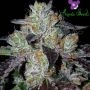 Copacobana Feminized Marijuana Strain by Anesia Seeds For Sale Online at Cannabis Seeds Outlet