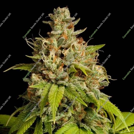 Pure Durban Feminized Marijuana Strain by Anesia Seeds For Sale Online at Cannabis Seeds Outlet