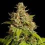 Pure Durban Feminized Marijuana Strain by Anesia Seeds For Sale Online at Cannabis Seeds Outlet