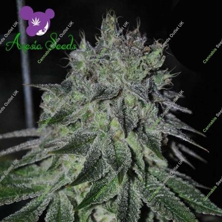 Fast Caramelic Feminized Marijuana Strain by Anesia Seeds For Sale Online at Cannabis Seeds Outlet