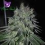 Fast Caramelic Feminized Marijuana Strain by Anesia Seeds For Sale Online at Cannabis Seeds Outlet