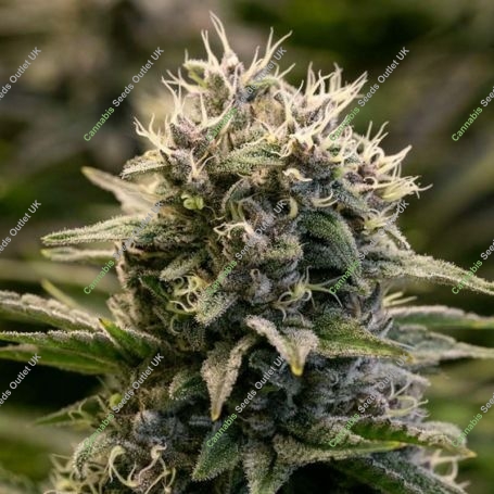 Fat Monkey Auto Feminized Marijuana Strain by Anesia Seeds For Sale Online at Cannabis Seeds Outlet