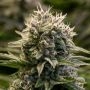 Fat Monkey Auto Feminized Marijuana Strain by Anesia Seeds For Sale Online at Cannabis Seeds Outlet