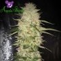 Future No1 Feminized Marijuana Strain by Anesia Seeds For Sale Online at Cannabis Seeds Outlet