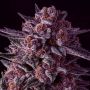 Gelato Dream Female Anesia Cannabis Seeds