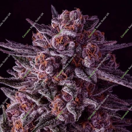 Gelato Dream Feminized Marijuana Strain by Anesia Seeds For Sale Online at Cannabis Seeds Outlet