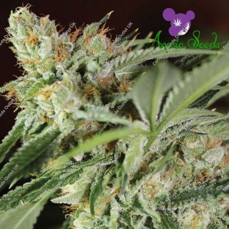 Ghost Train Haze No1 Feminized Marijuana Strain by Anesia Seeds For Sale Online at Cannabis Seeds Outlet