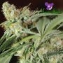 Ghost Train Haze No1 Feminized Marijuana Strain by Anesia Seeds For Sale Online at Cannabis Seeds Outlet