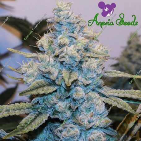 Original Gorilla No4 Feminized Marijuana Strain by Anesia Seeds For Sale Online at Cannabis Seeds Outlet