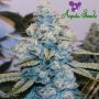 Original Gorilla No4 Feminized Marijuana Strain by Anesia Seeds For Sale Online at Cannabis Seeds Outlet