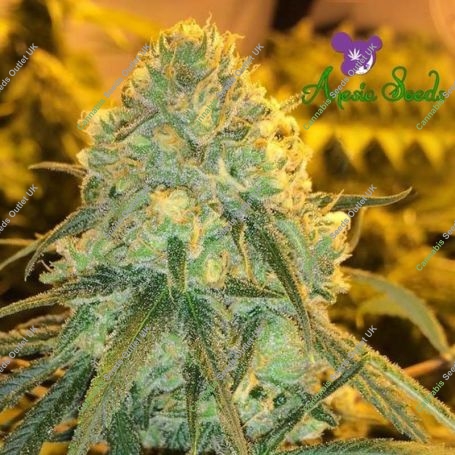 Hawaiiana Feminized Marijuana Strain by Anesia Seeds For Sale Online at Cannabis Seeds Outlet