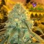 Hawaiiana Feminized Marijuana Strain by Anesia Seeds For Sale Online at Cannabis Seeds Outlet
