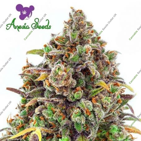 Haze Queen Feminized Marijuana Strain by Anesia Seeds For Sale Online at Cannabis Seeds Outlet