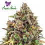 Haze Queen Feminized Marijuana Strain by Anesia Seeds For Sale Online at Cannabis Seeds Outlet