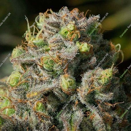 Iceberg Feminized Marijuana Strain by Anesia Seeds For Sale Online at Cannabis Seeds Outlet