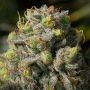 Iceberg Feminized Marijuana Strain by Anesia Seeds For Sale Online at Cannabis Seeds Outlet